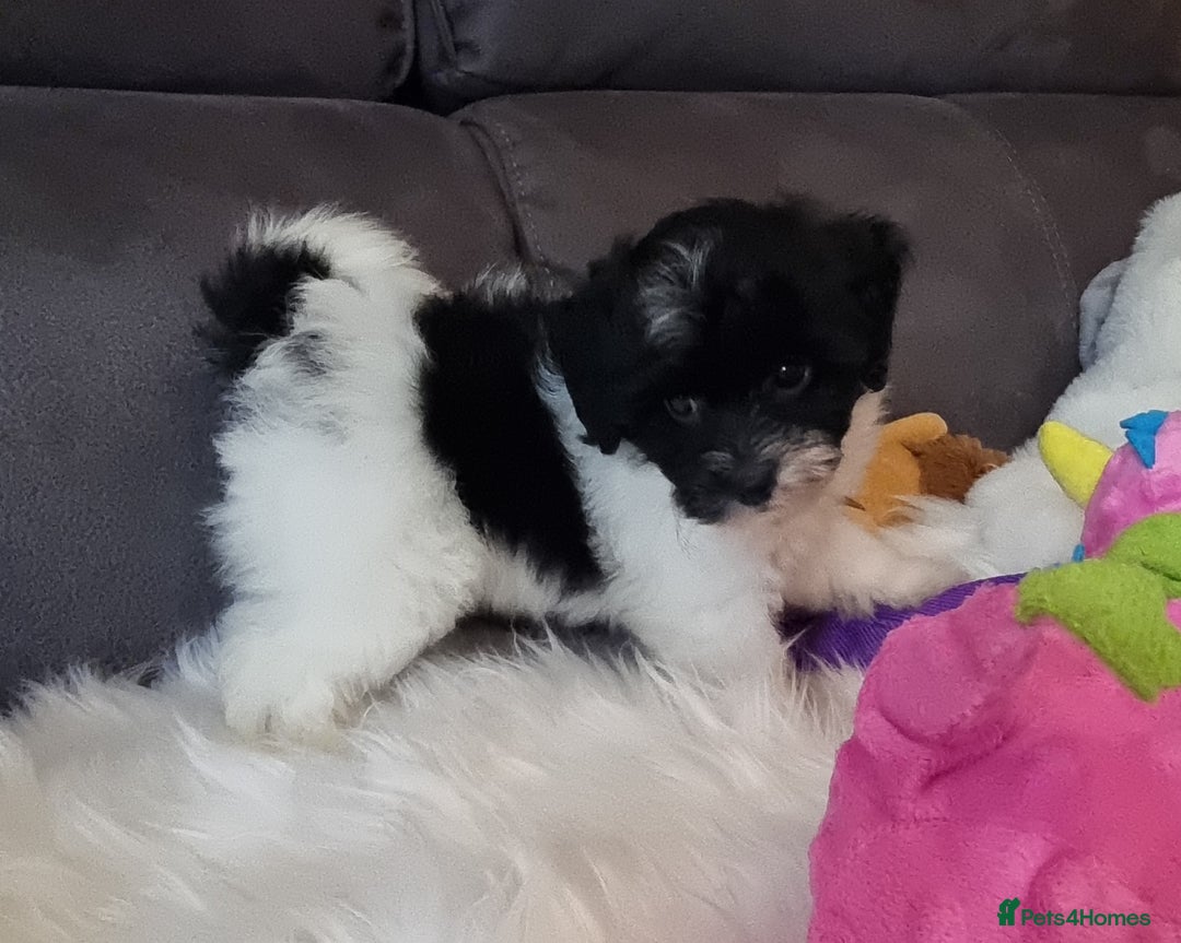 Cockapoo dogs for sale: Best Friend Sofa Companions 🥰 Fully vaccinated  - Image 11