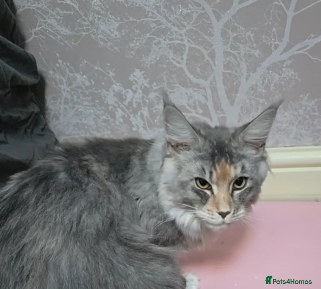 Maine Coon cats for sale: 🐾🐾 very  large  blue/ tortie female 🐾🐾 - Advert 1