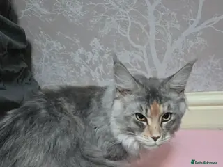 Maine Coon cats 🐾🐾 very large blue/ tortie female 🐾🐾 - Advert 1