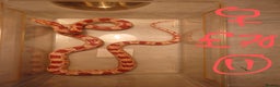 Snake reptiles for sale: My collection of corn snakes. - Advert 15