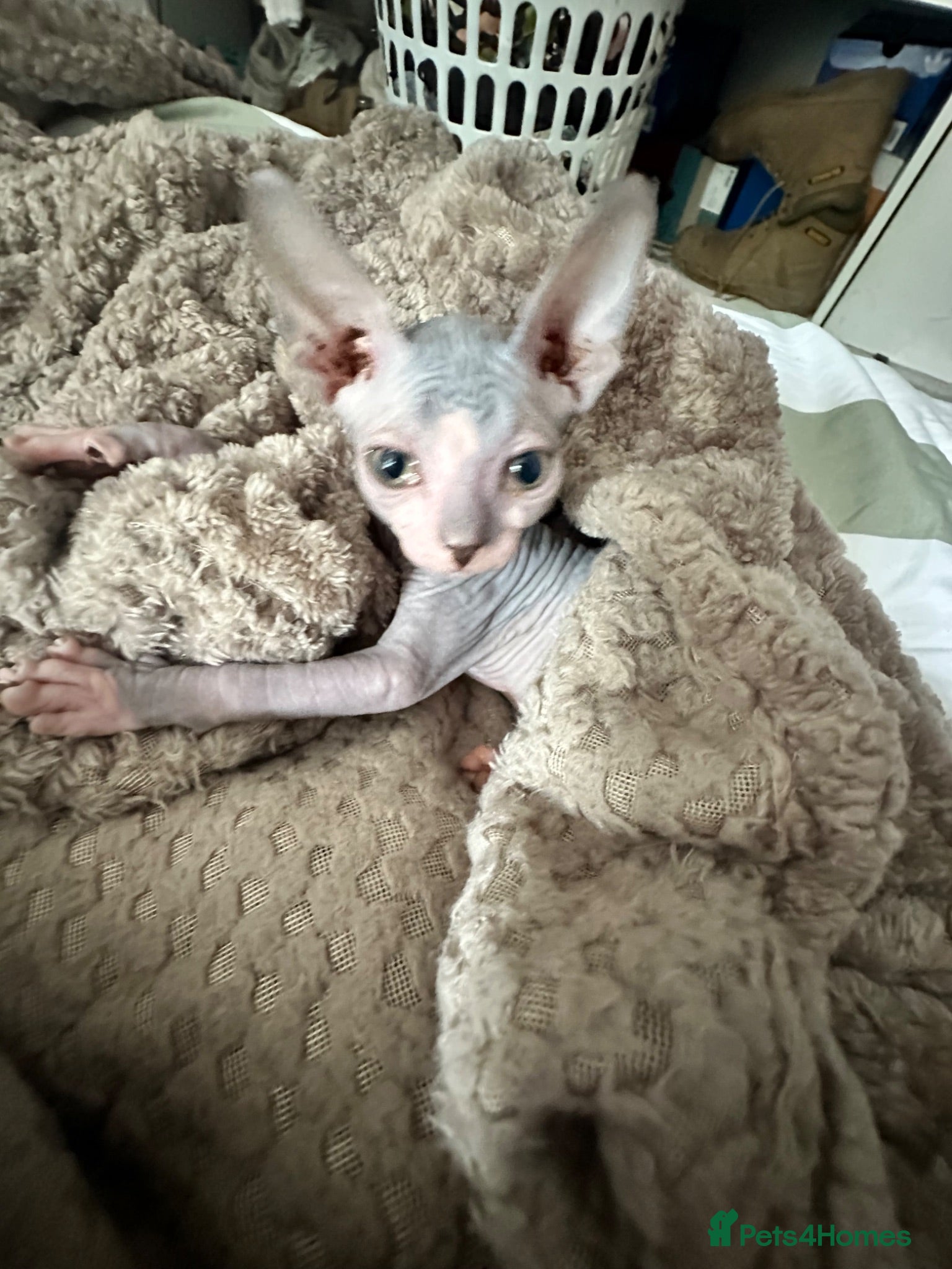 Sphynx cats Heavily reduced! Last 2 boys available  - Advert 6