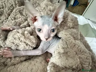 Sphynx cats Heavily reduced! Last 2 boys available - Advert 6