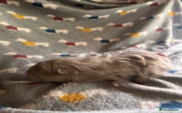 Guinea Pig rodents for sale: Lovely Teddy and Coronet baby Guinea pigs - Image 12