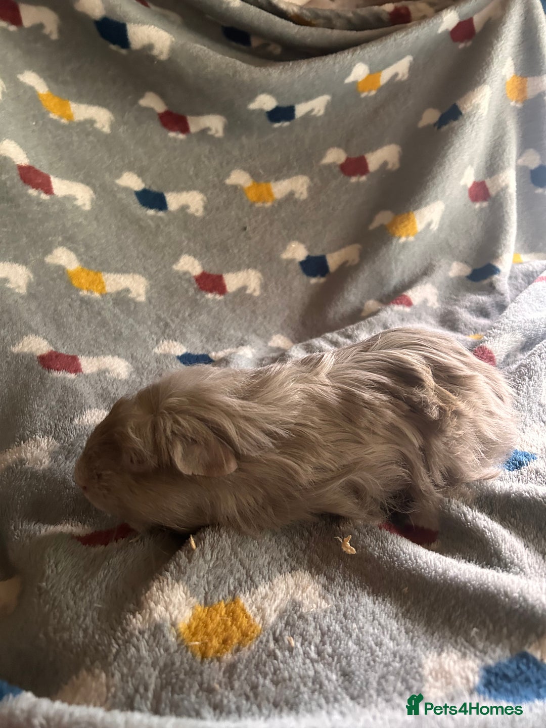 Guinea Pig rodents for sale: Lovely Teddy and Coronet baby Guinea pigs - Image 12