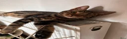 Domestic Shorthair cats for sale: 2 Tabby Kittens ready for new homes - Advert 6