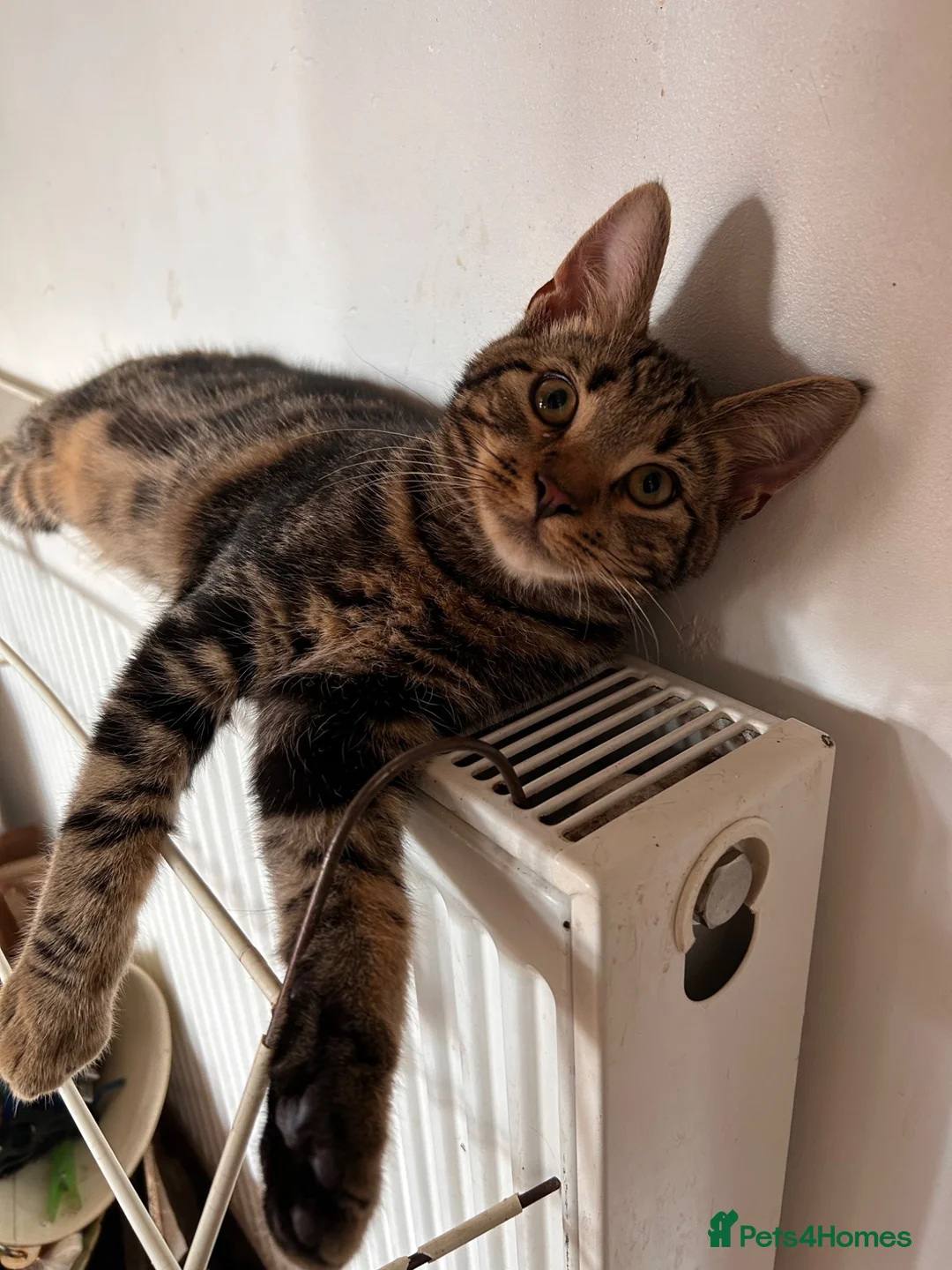 Domestic Shorthair cats for sale: 2 Tabby Kittens ready for new homes - Advert 6