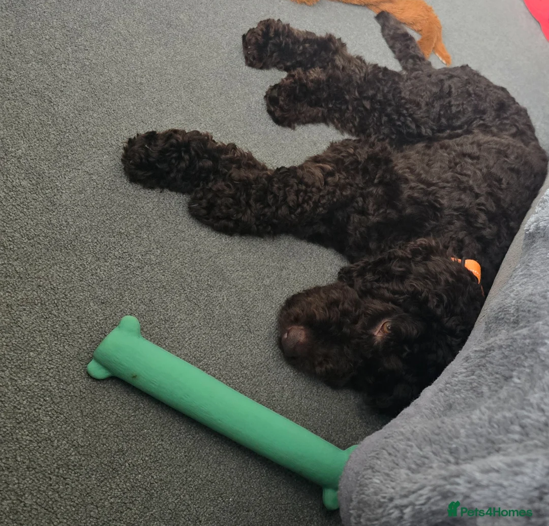 Cockapoo dogs for sale: Male cockapoo 12 months old - Advert 17