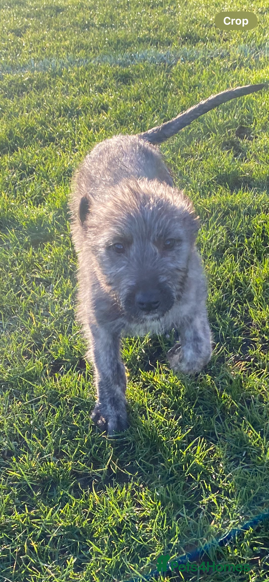 Irish Wolfhound dogs Irish wolfhound pups  - Advert 1