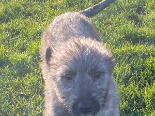 Irish Wolfhound dogs Irish wolfhound pups - Advert 3