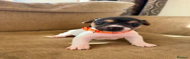Jack Russell 5