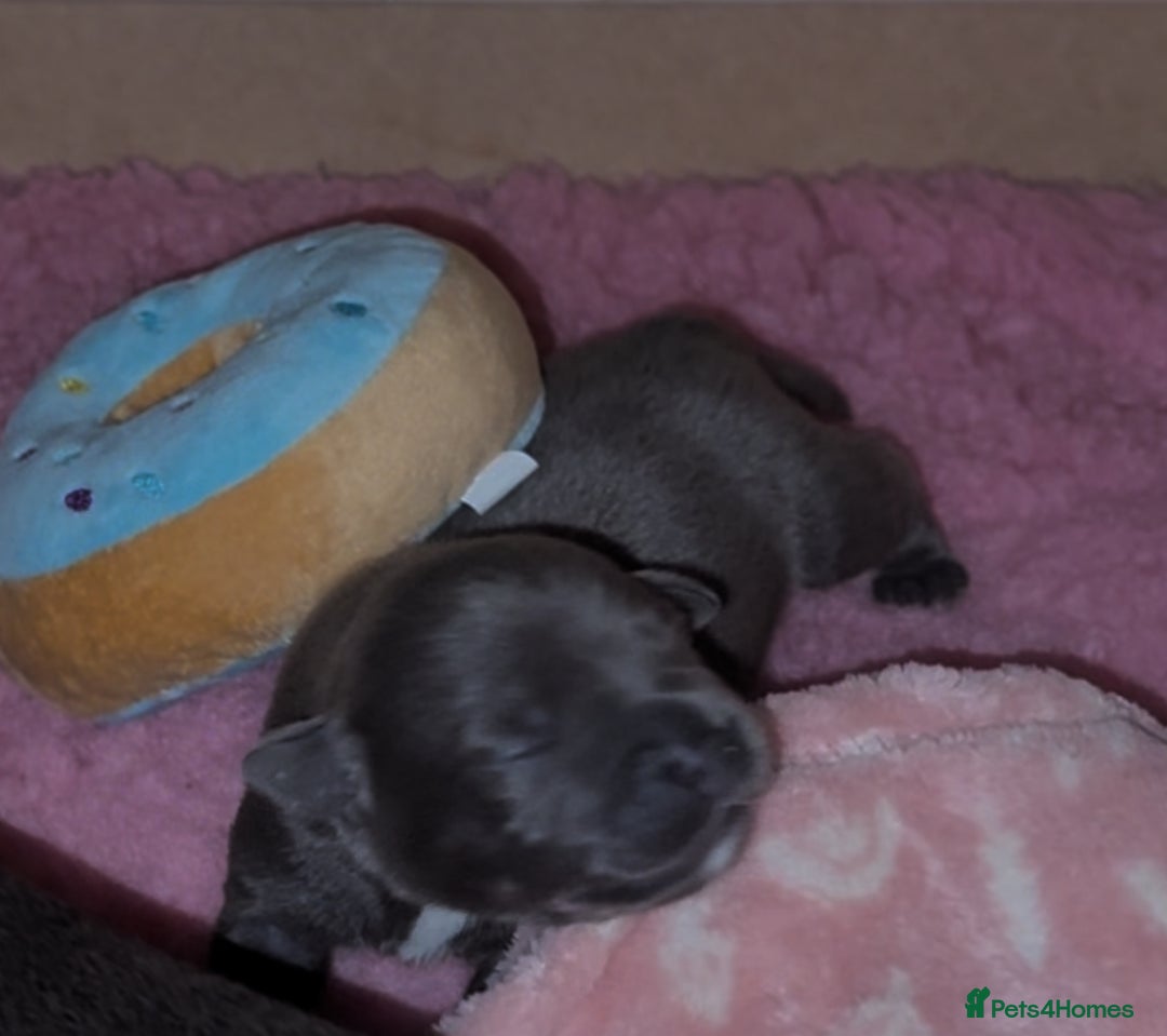 Staffordshire Bull Terrier dogs for sale: KC Blue Staffordshire Bull Terrier Puppies  - Advert 26