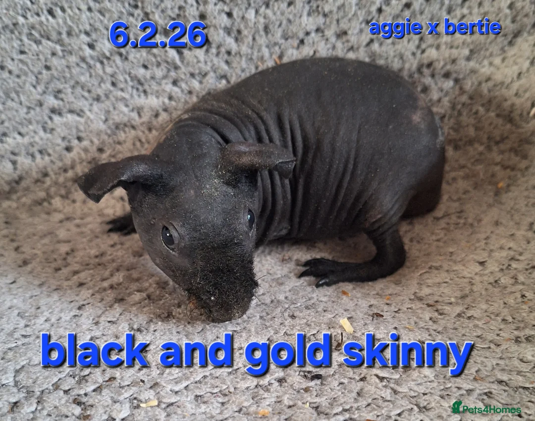 Guinea Pig rodents for sale: 5 male skinny/werewolf pig boars  - Advert 3