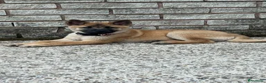 Chow Chow and Belgium malinois 