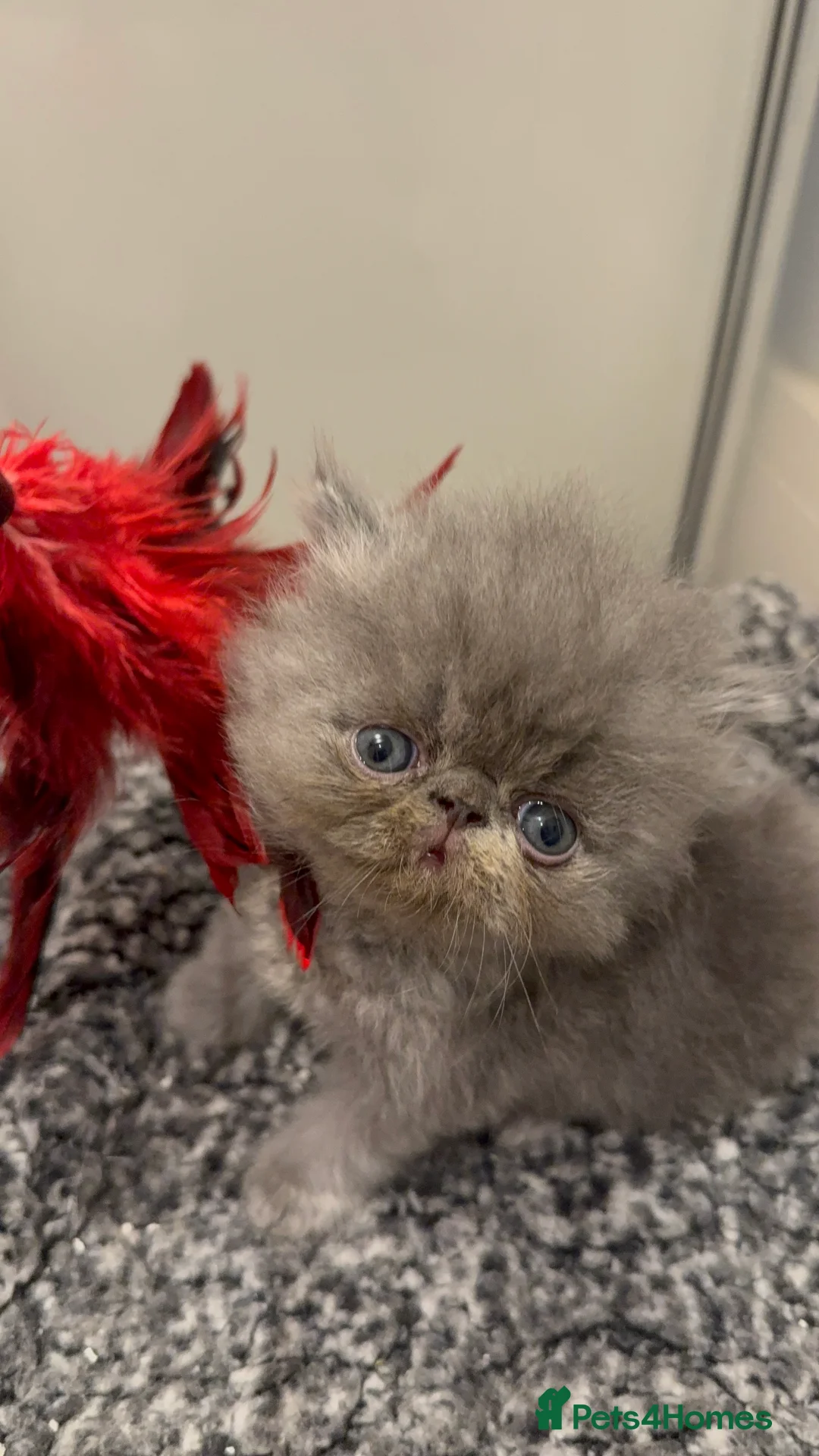 Persian cats for sale: GCCF Registered Blue Persian Kittens  - Advert 7