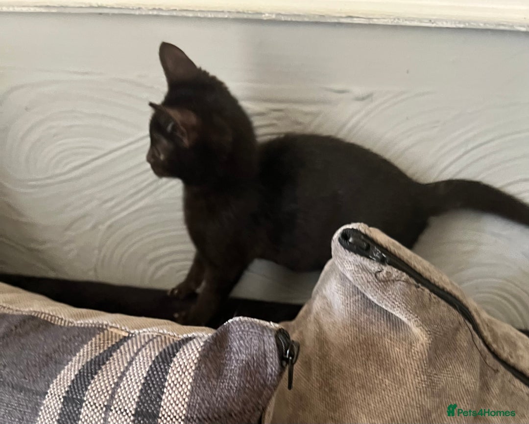 Mixed Breed cats for sale: Munchkin x British shorthair kittens - Advert 18