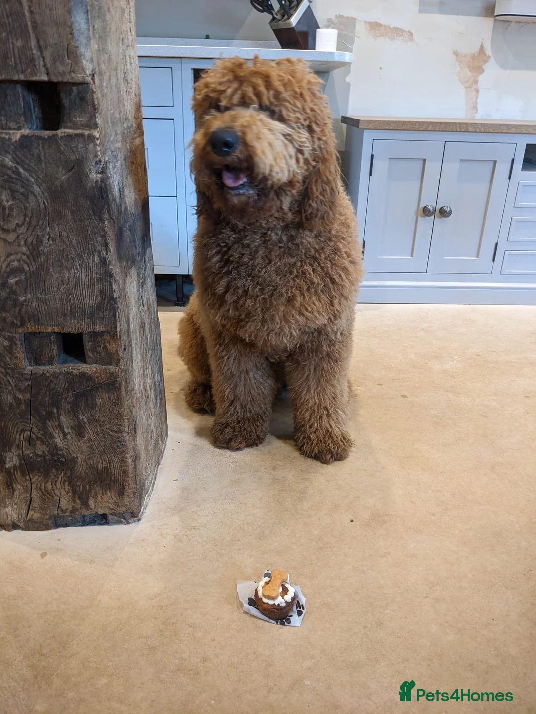 Goldendoodle dogs for sale: Dark red multigenerational standard Goldendoodle - Advert 5