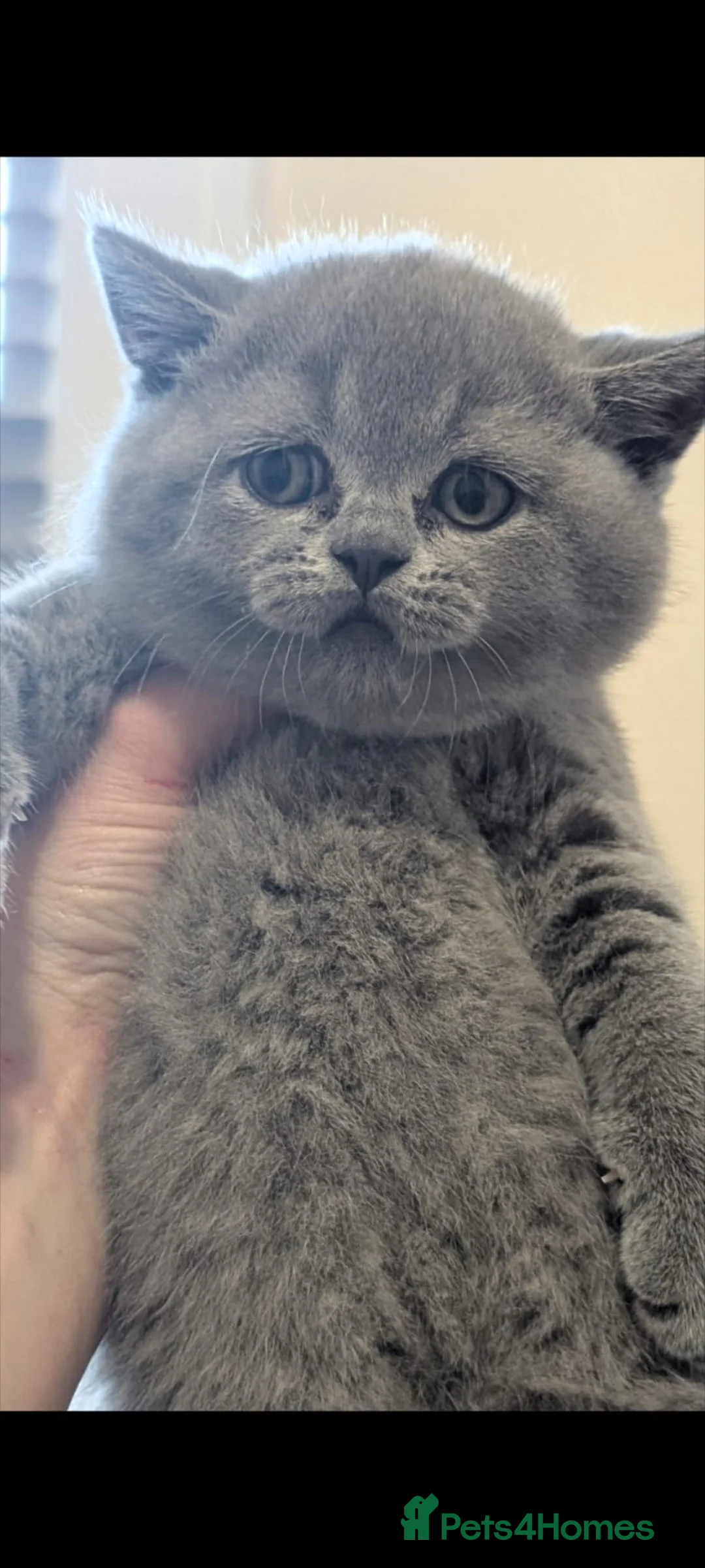British Shorthair cats for sale: Beautiful British short hair kittens  - Advert 2