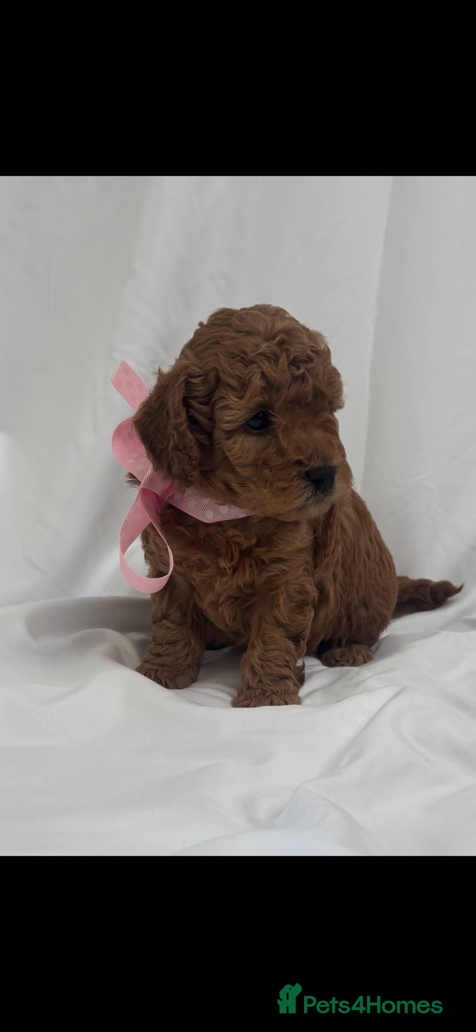 Cavapoo dogs Extensively Health Tested Toy Red Cavapoos - Advert 14
