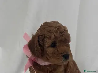 Cavapoo dogs Extensively Health Tested Toy Red Cavapoos - Advert 14