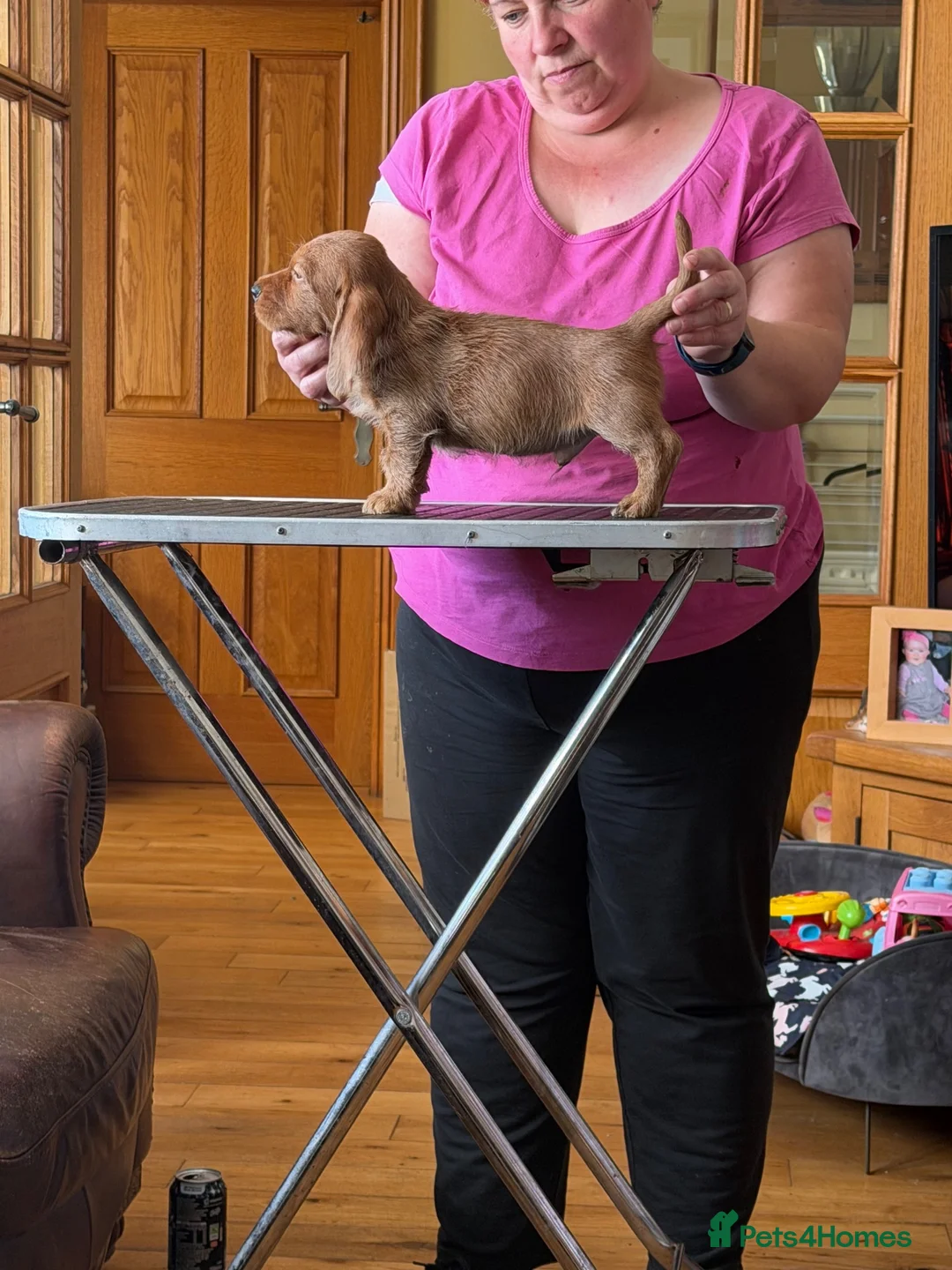 Basset Fauve De Bretagne dogs for sale: Basset Fauve Puppy Male - Advert 4