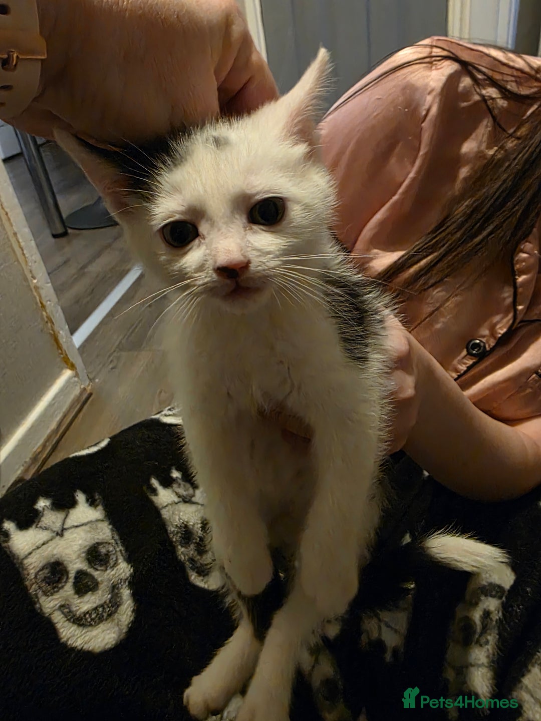 Mixed Breed cats for sale: 2 male kitten 2 female kittens  - Advert 2