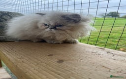 Persian cats for sale: 1 absolutely stunning extremely fluffy  girl  - Image 1