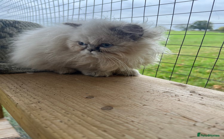 Persian cats - Advert 2