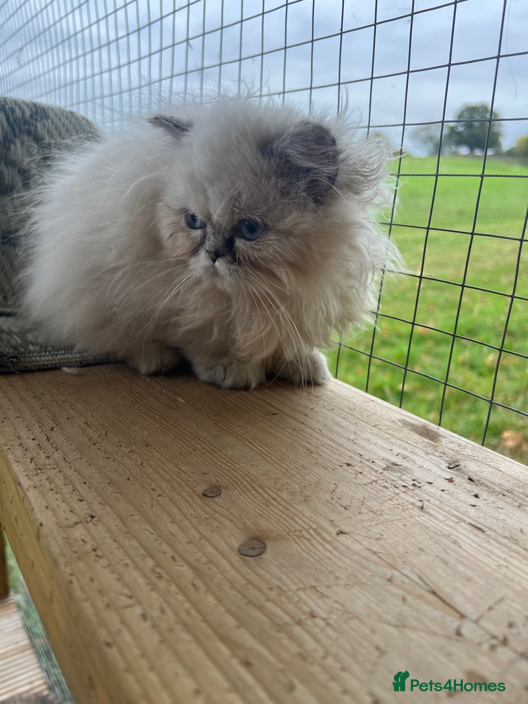 Persian cats for sale: 1 absolutely stunning extremely fluffy  girl  - Image 1