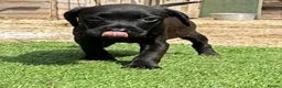 Mixed Breed dogs for sale: Patterdale cross spaniel - Advert 7