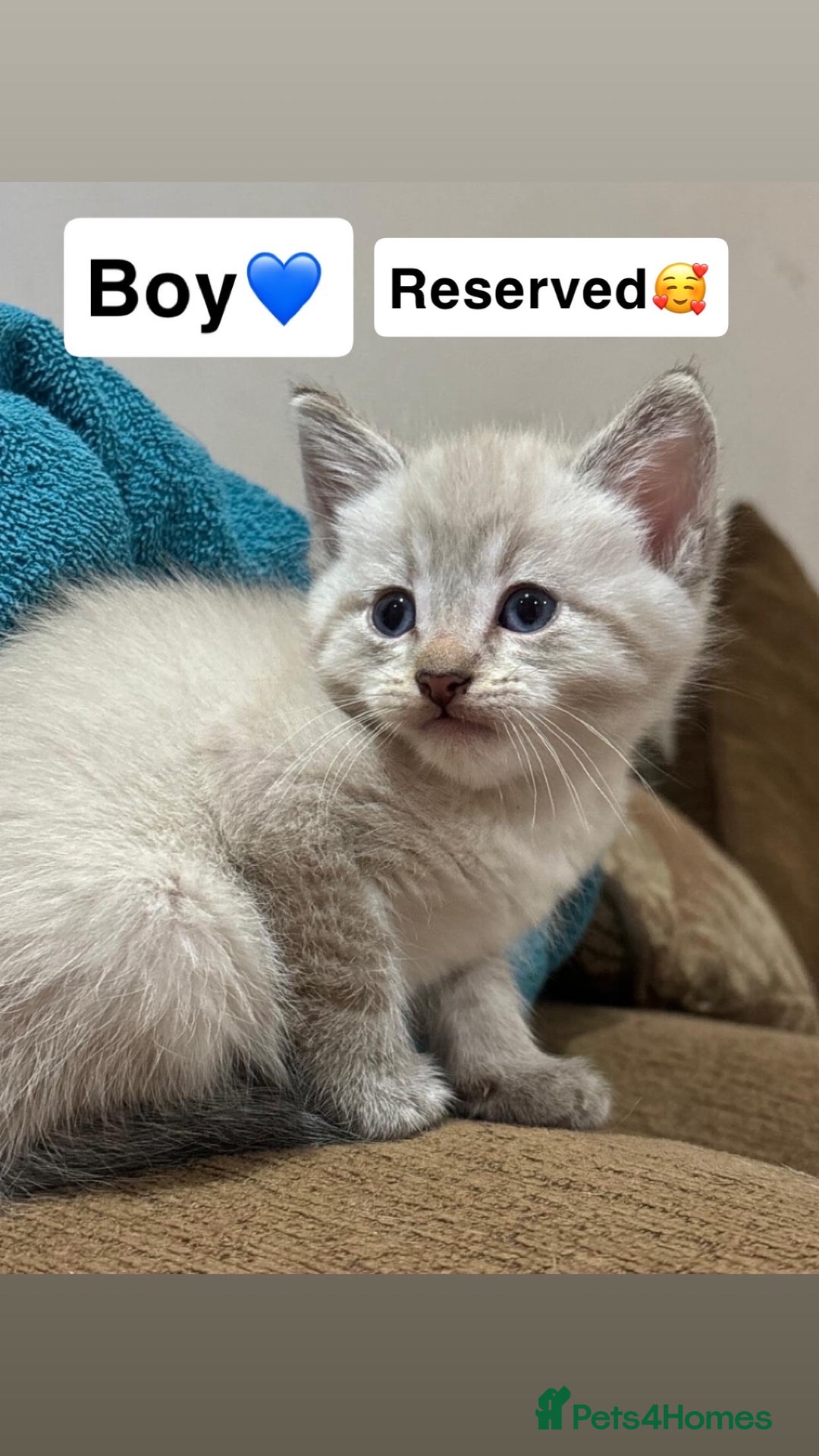 Mixed Breed cats for sale: Kittens for sale  - Advert 13