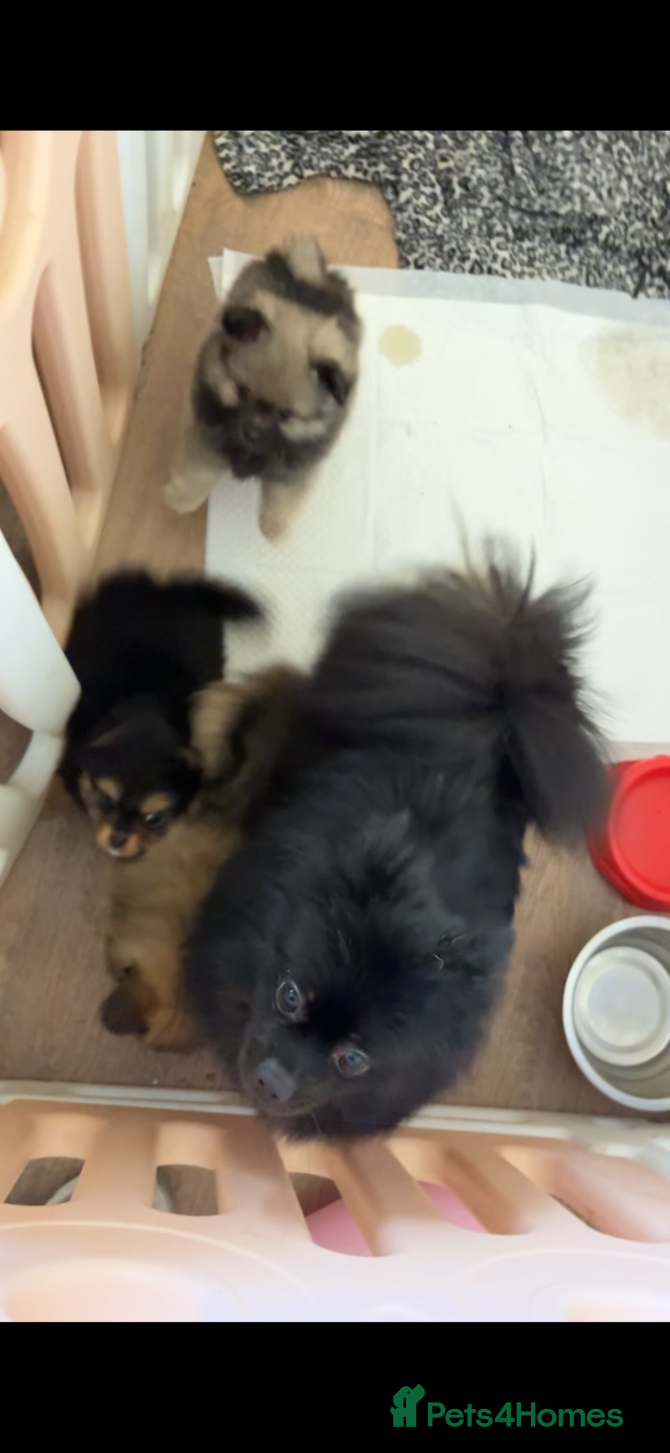 Pomeranian dogs Beautiful Pomeranian pups  - Advert 4