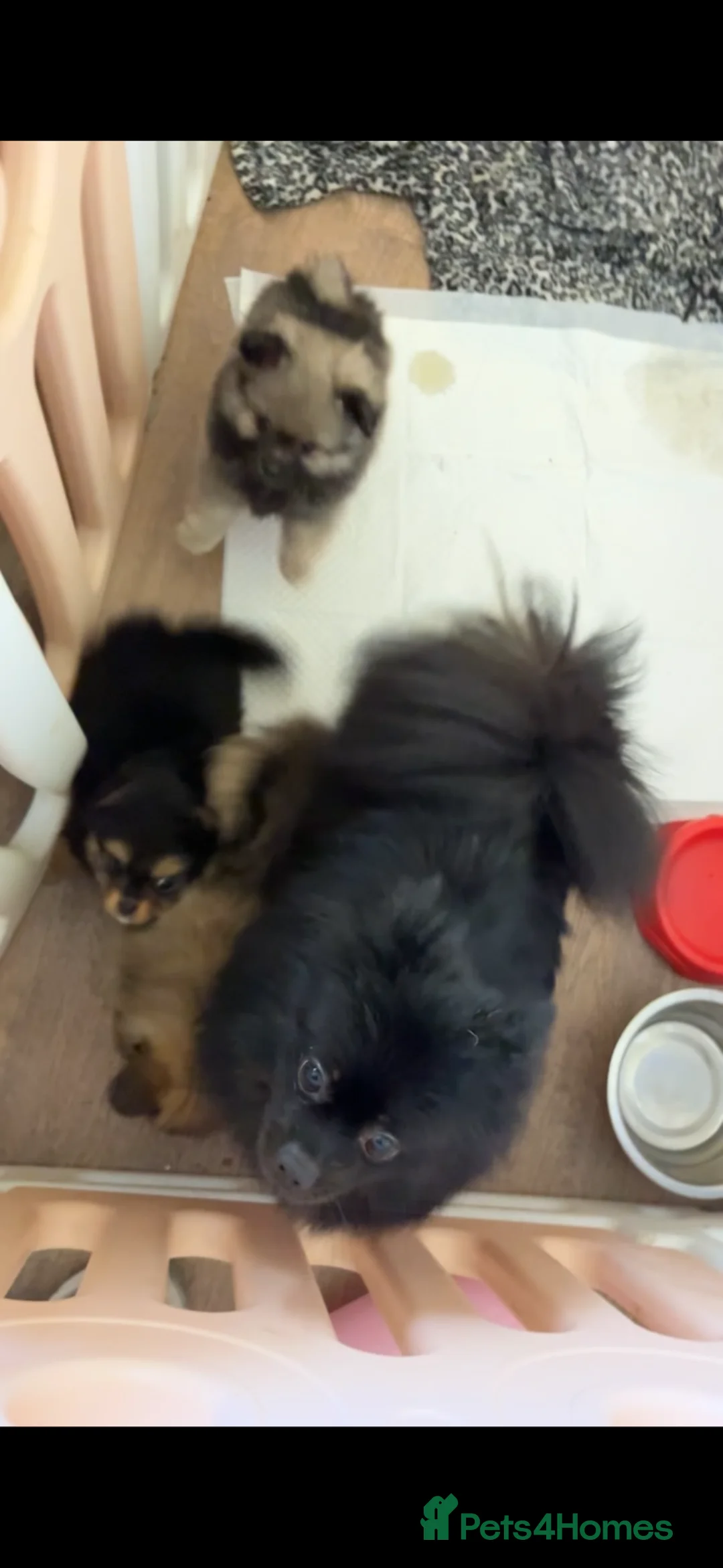 Pomeranian dogs for sale: Beautiful Pomeranian pups  - Advert 2