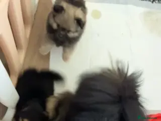 Pomeranian dogs Beautiful Pomeranian pups - Advert 1