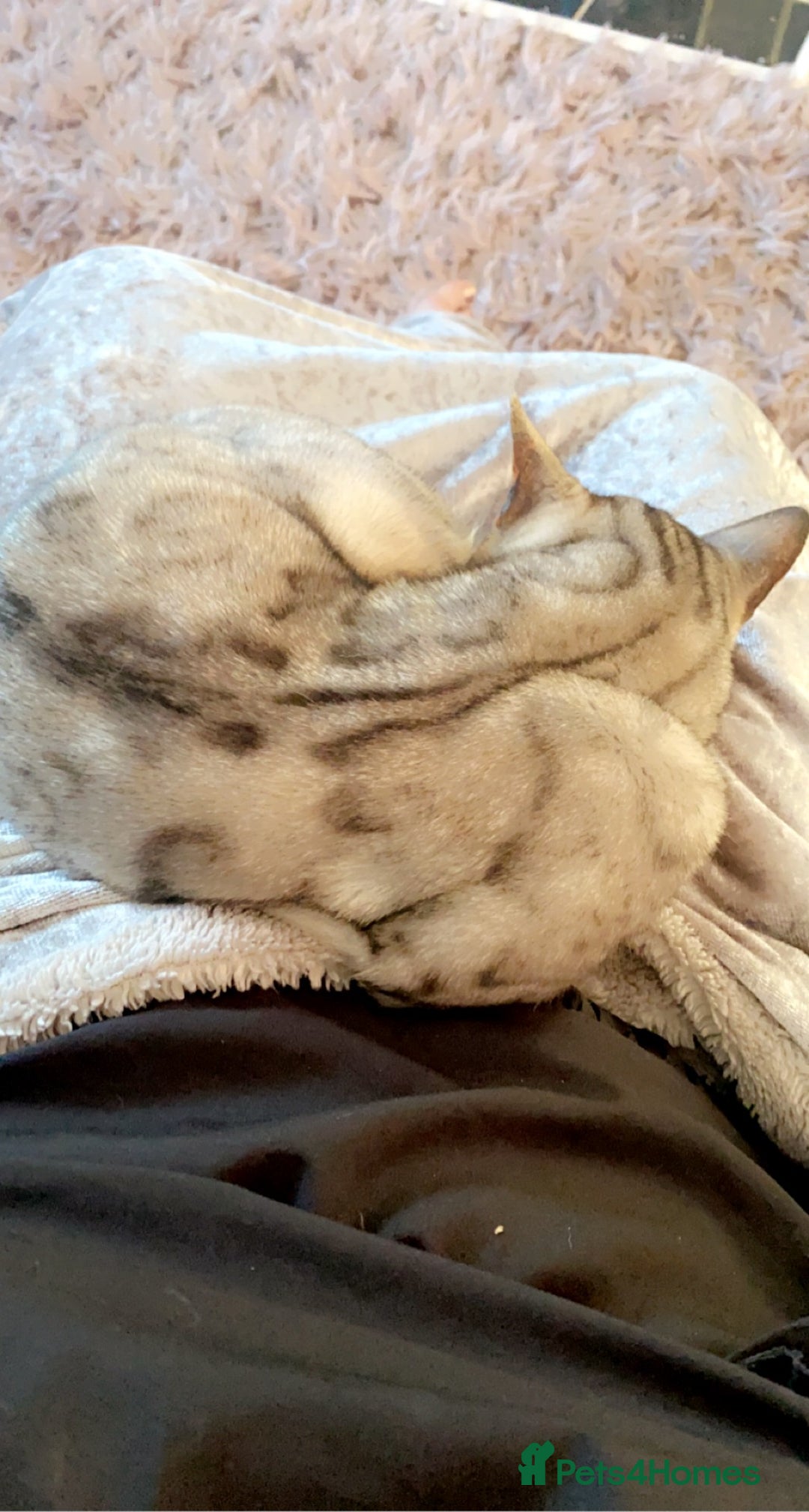 Bengal cats for sale: Snow sepia Bengal girl reluctantly needs rehoming - Advert 3