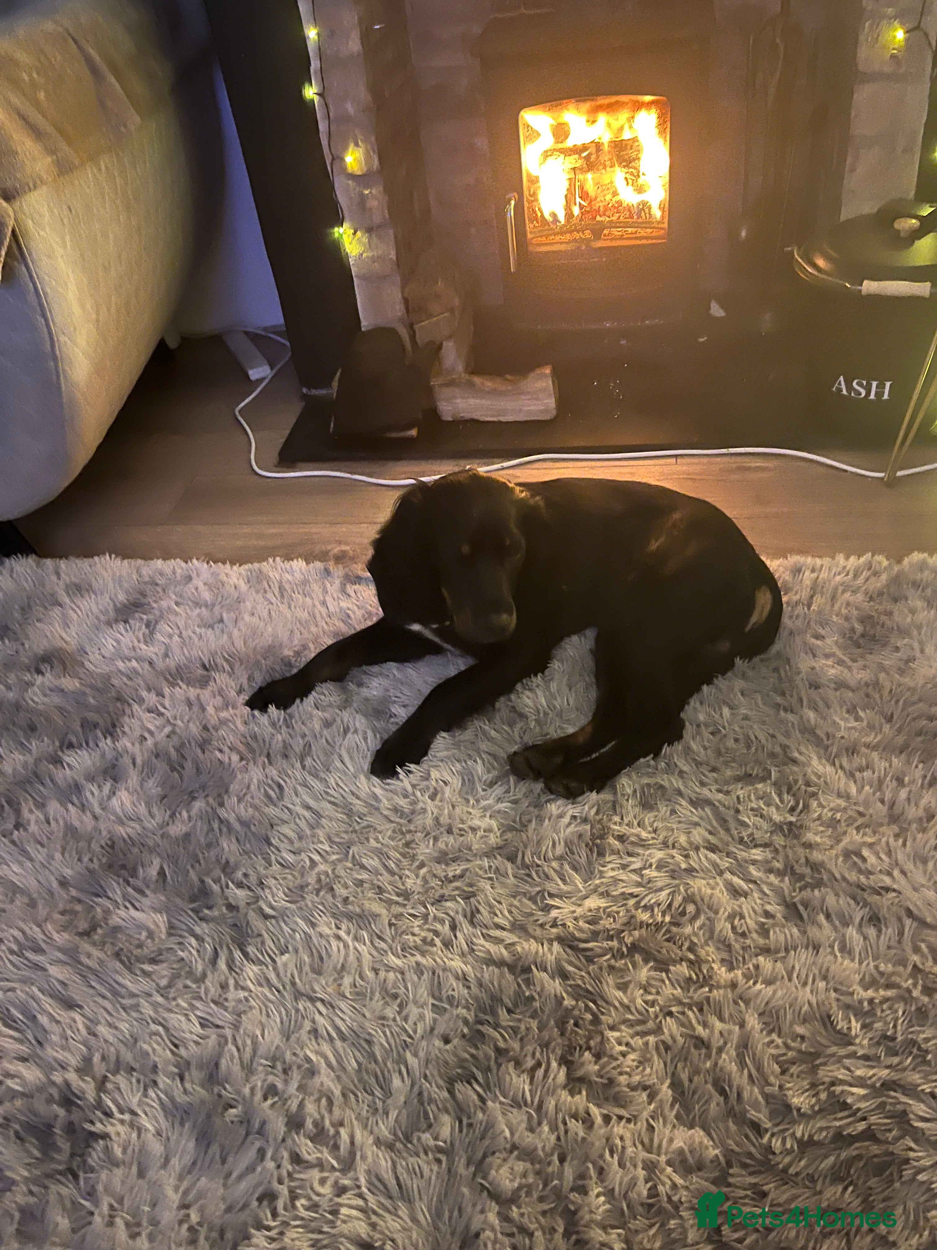 Mixed Breed dogs Sprocker (Cocker Spaniel) for stud hire  - Advert 9