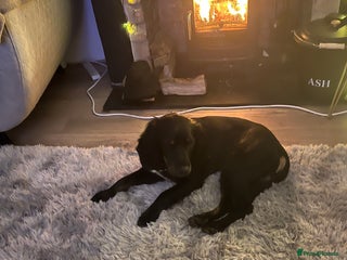 Mixed Breed dogs Sprocker (Cocker Spaniel) for stud hire - Advert 9