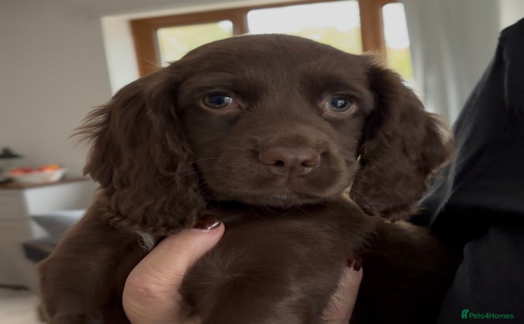 Cocker Spaniel dogs - Advert 13
