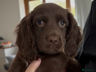 Cocker Spaniel dogs - Advert 29