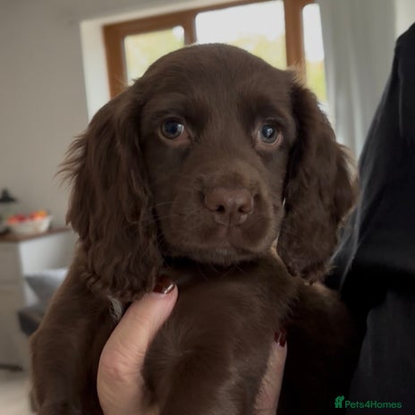 Cocker Spaniel dogs - Advert 13