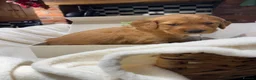 Golden Retriever dogs for sale: Outstanding Quality Puppies  - Advert 7