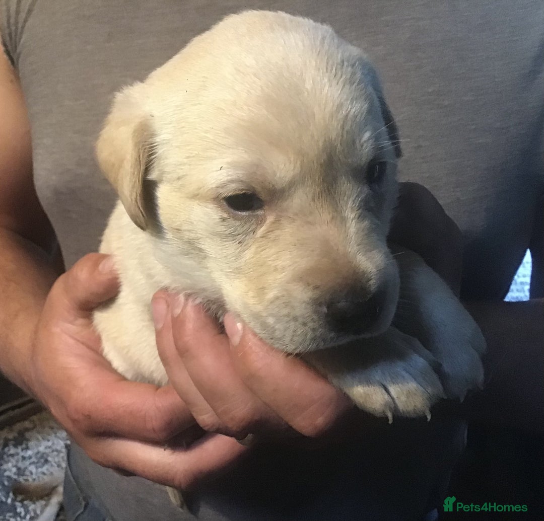 Labrador Retriever dogs for sale: Beautiful KC Reg Lab pups  - Image 16