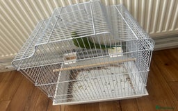 Parrots birds for sale: Green neck baby Parrot - Image 4
