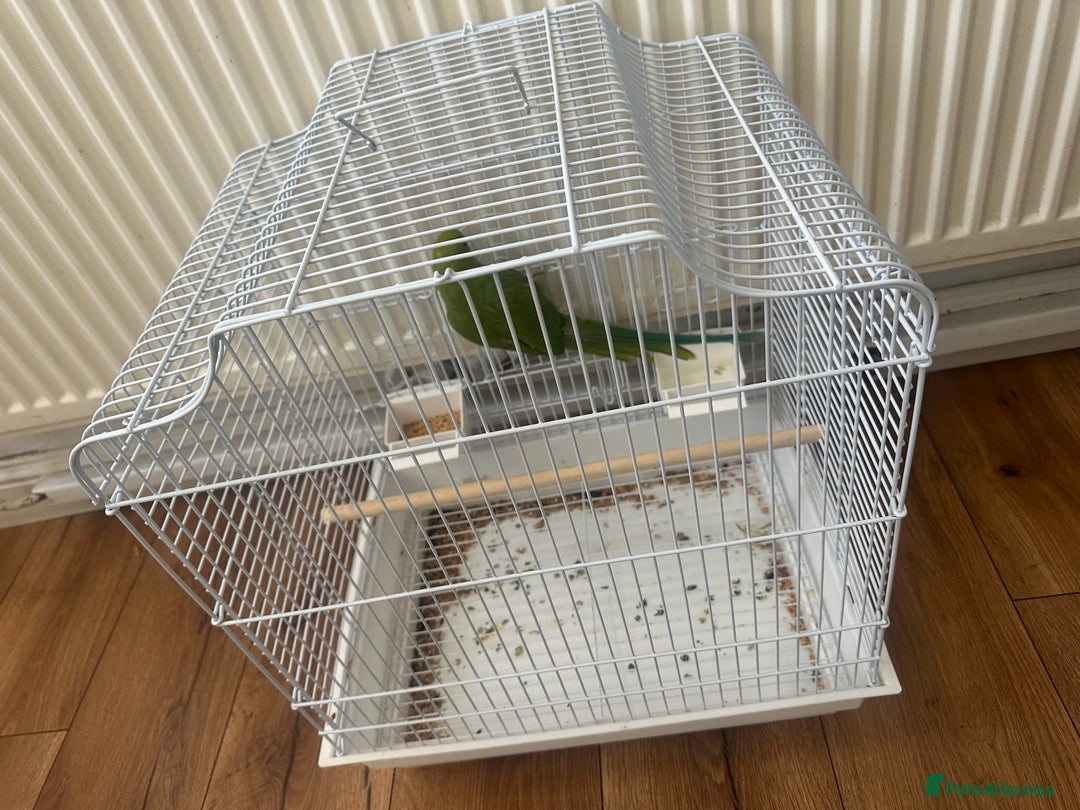 Parrots birds for sale: Green neck baby Parrot - Image 4