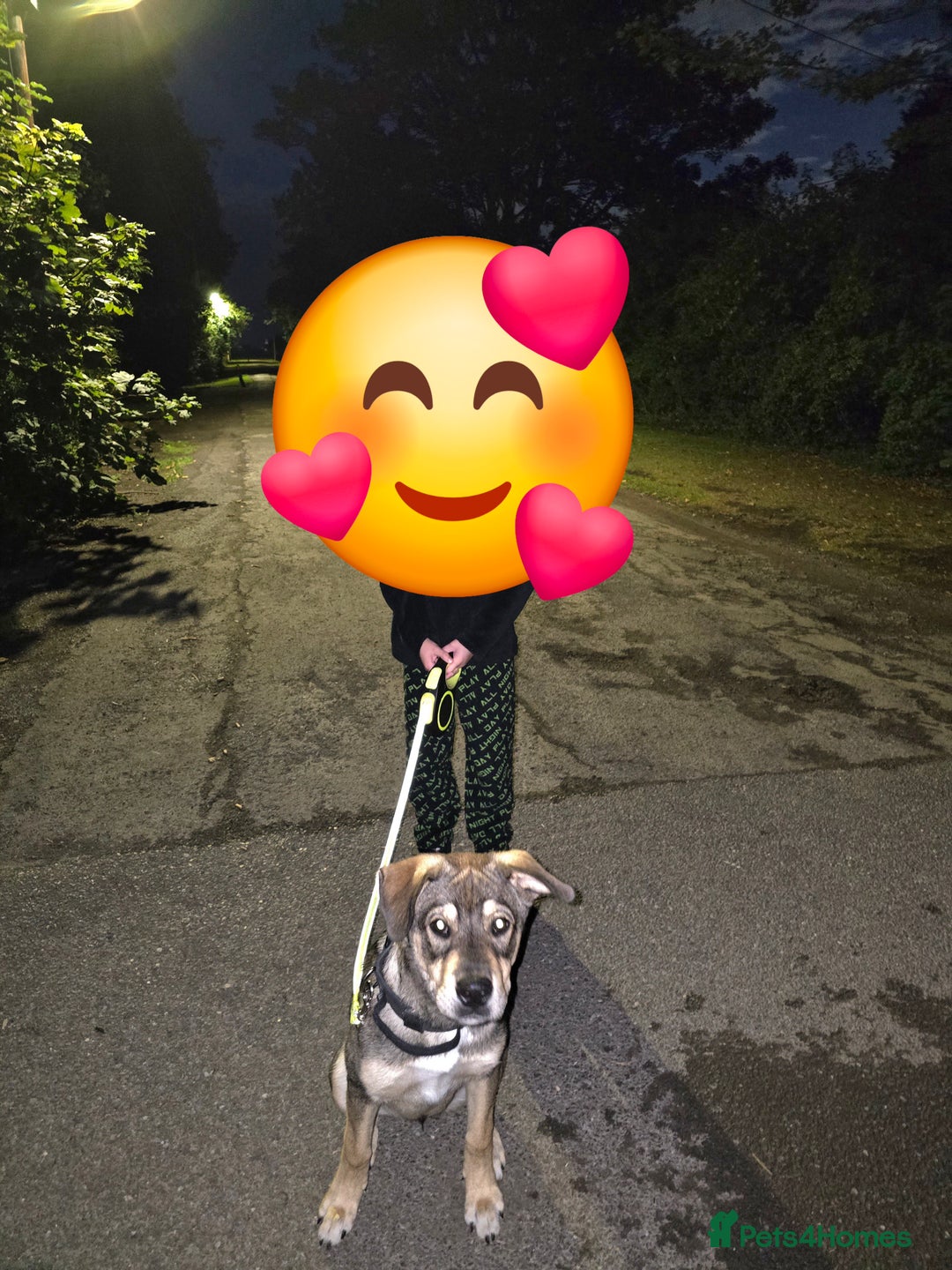 Mixed Breed dogs for sale: 5 month old cross - Image 3