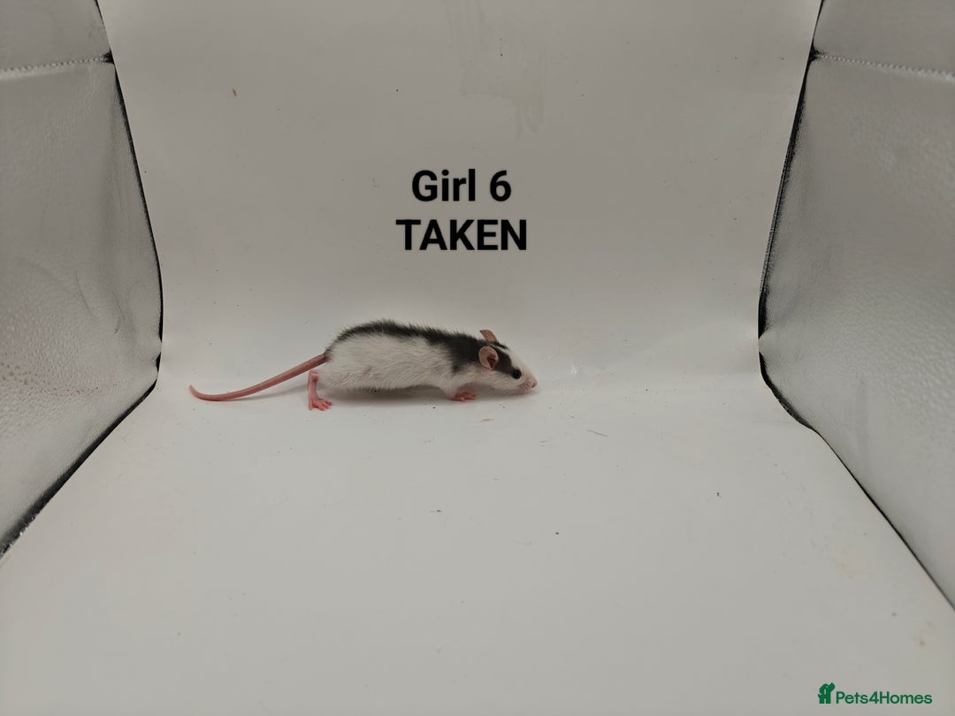 Rat rodents for sale: OCT: 32 Rats (2 Rats: 2 Boys Left) - Advert 17