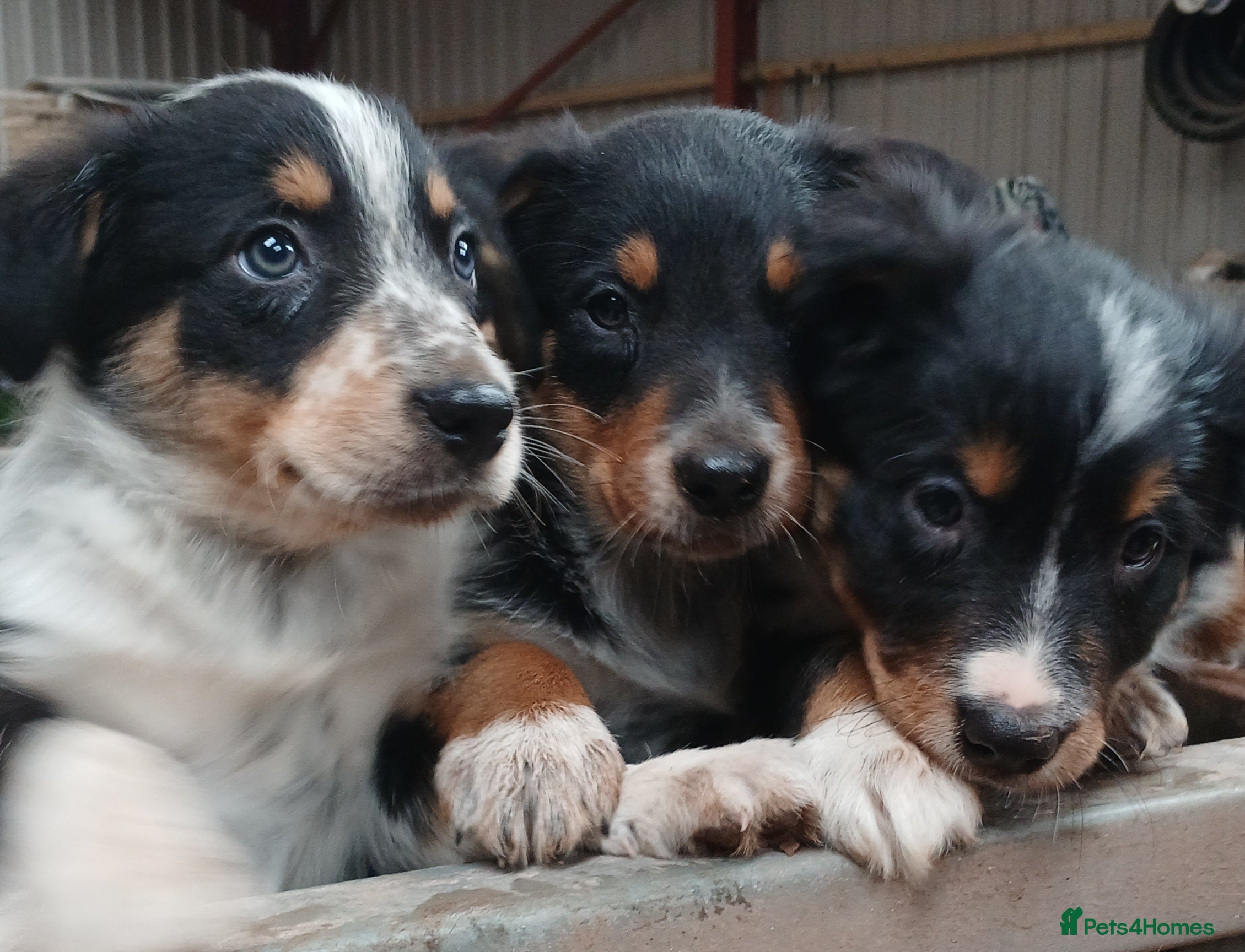 Border Collie dogs Tri Coloured Collie Pups - Advert 3