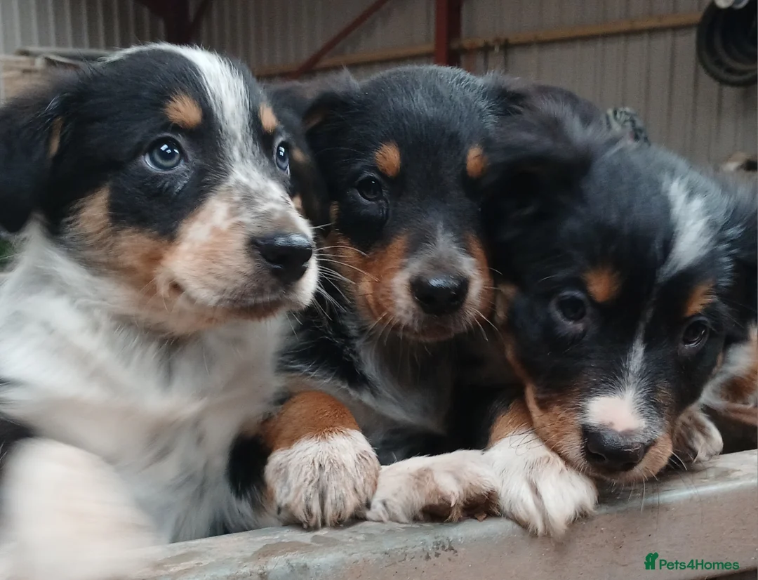 Border Collie dogs for sale: Tri Coloured Collie Pups - Advert 1