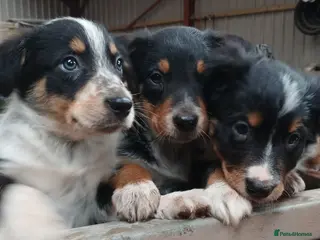 Border Collie dogs Tri Coloured Collie Pups - Advert 3