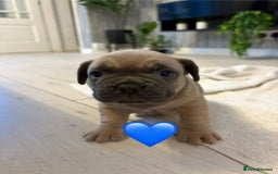 French Bulldog dogs for sale: French bulldogs  - Image 4