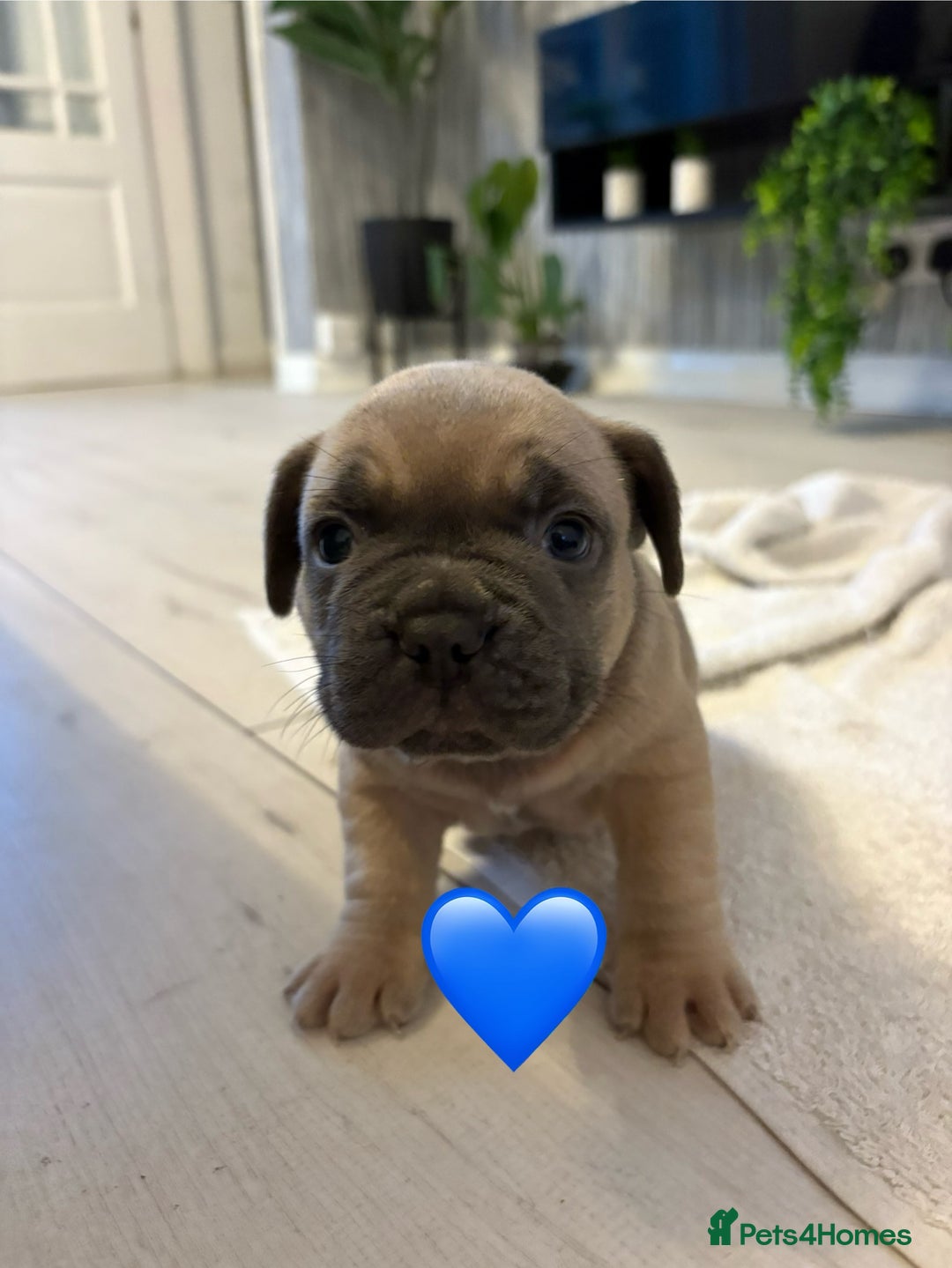 French Bulldog dogs for sale: French bulldogs  - Image 4